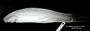 Ancistrus spinosus FMNH 8942 holo lat x